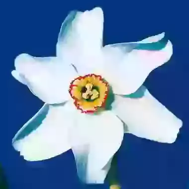 Old Pheasants Eye